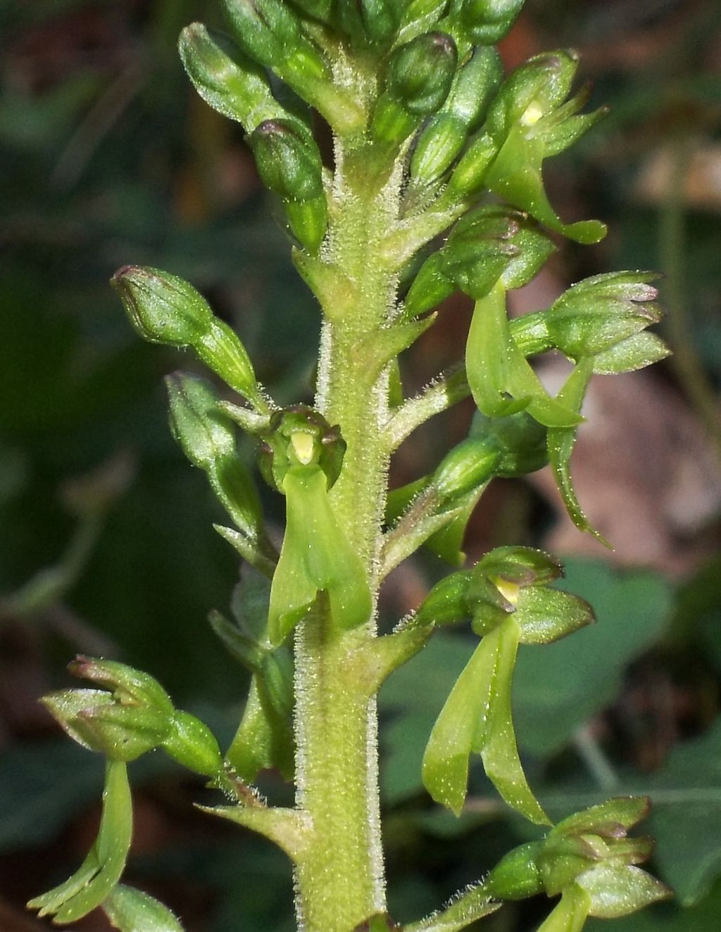 Listera ovata